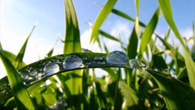 Какая бывает роса на траве смотреть онлайн