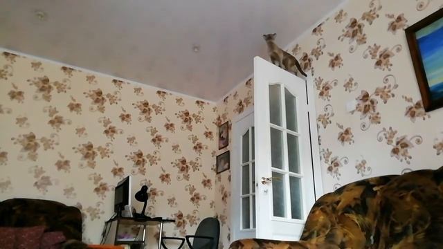 Легко пробежала по двери. Кошка Фифи. смотреть онлайн