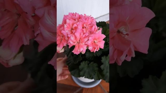 Миниатюрная ю - муза граф