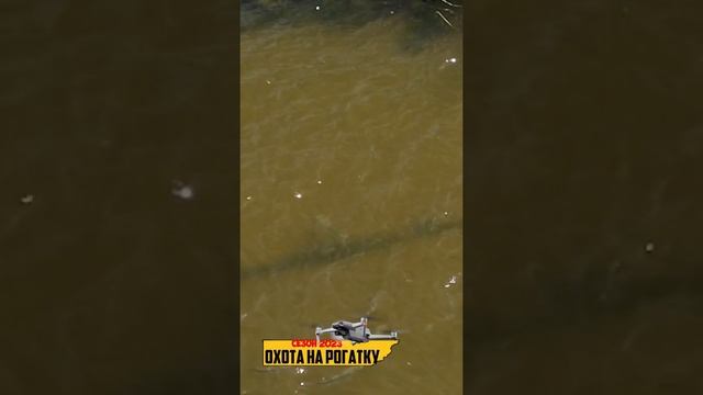 Охота на крупную Кефаль с рогаткой, в поле Зрения смотреть онлайн