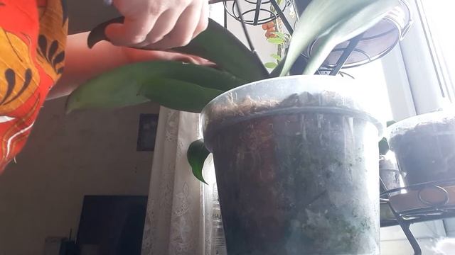 Чесночный раствор часть 2 смотреть онлайн