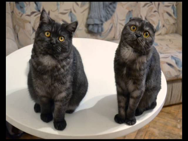 Веселые СТАРТы наглых котов смотреть онлайн