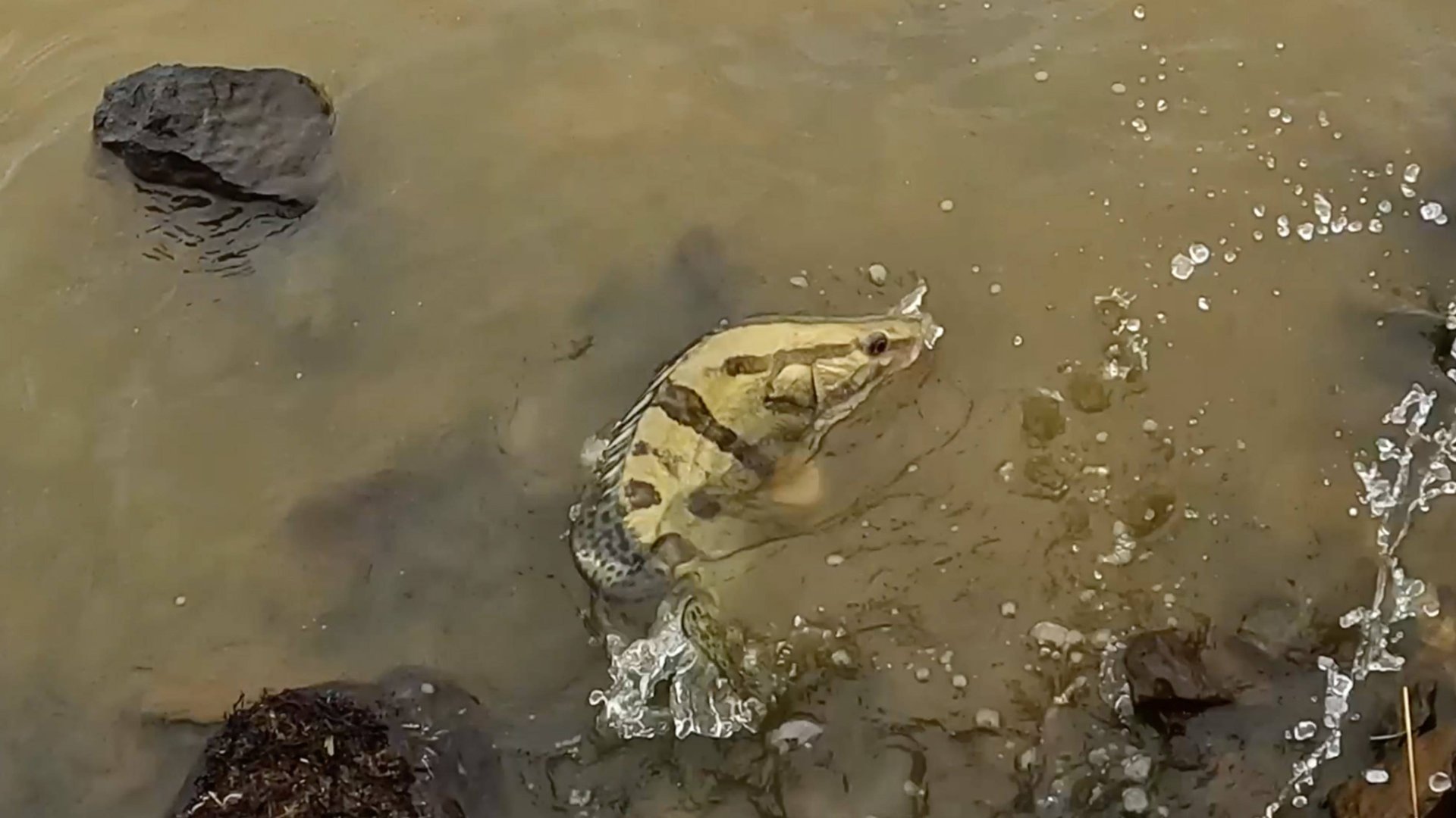 Береговая рыбалка на Амуре, рыбалка на спиннинг смотреть онлайн