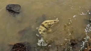 Береговая рыбалка на Амуре, рыбалка на спиннинг