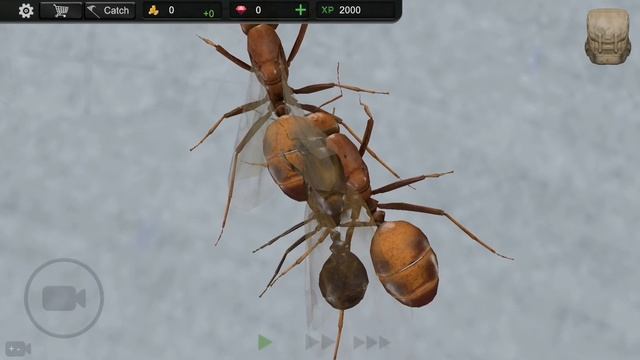 СИМУЛЯТОР СТРОИТЕЛЬСТВА КОЛОНИЙ МУРАВЬЕВ В ТЕРРАРИУМАХ НА АНДРОИД ОБЗОР ANT SIM TYCOON ANDROID смотреть онлайн