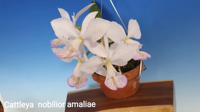 Cattleya nobilior amaliae (카틀레야 노빌리올 아말리에) смотреть онлайн