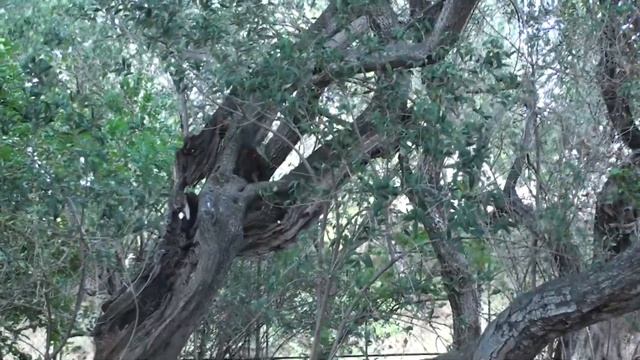 Tučepi Croatia Black squirrels |Черные белки Тучепи Хорватия смотреть онлайн