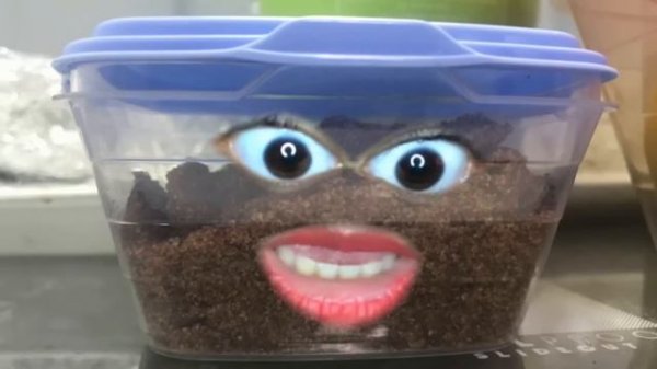 EL REFRIGERADOR “EL ORIGEN DE LIMÓN “ PARTE 2 - SERIE TIKTOK