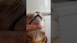 Как я избавилась от акне т.е.чёрных точек у кошки на подбородке