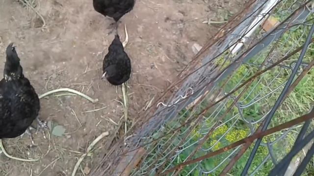 Куры-несушки Неужели это молодняк снёс? #куры #курынесушки #яйца #яйценоскость #chicken #egg