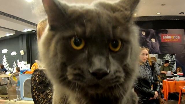 Мейн кун голубой Выставка Питерленд 23-24 ноября 2019 смотреть онлайн