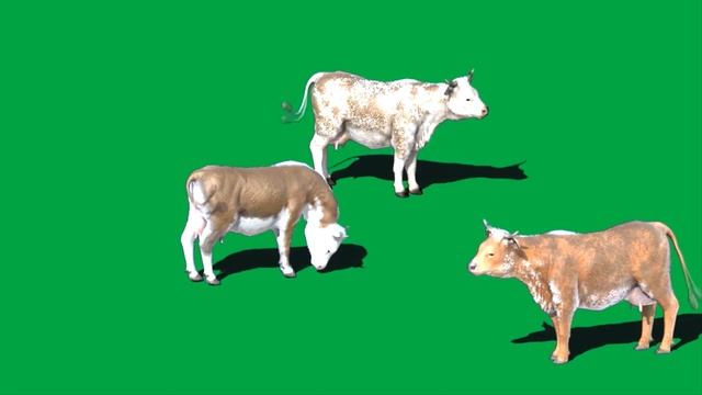 Корова хромакей,корова на зеленом фоне. Стадо коров, корова green crenn,chromakey. смотреть онлайн