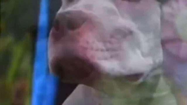 Pitbull Vs Labrador Fight | Dogs Vlogs | #trending #labrador #dogs #pitbull #cute #viral