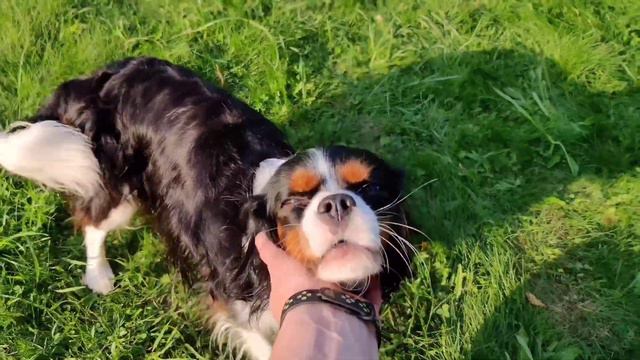 Очень красивая собака. Нежность.Cavalier King Charles Spaniel. смотреть онлайн