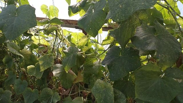 Подкормите ОГУРЦЫ В АВГУСТЕ этой БОЛТУШКОЙ и будете собирать зеленцы до мороза смотреть онлайн