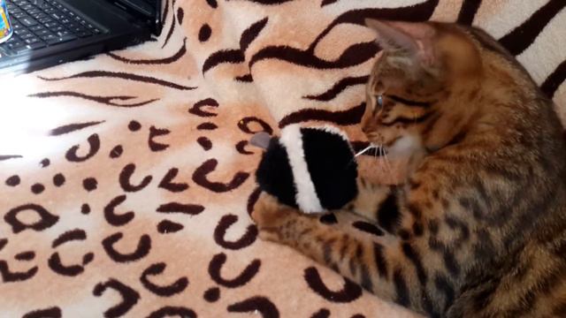 Бенгальский кот сам заводит мышку