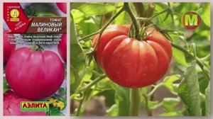 Семена: Аэлита Томат Малиновый великан - Дачные уроки профессора Мамедова