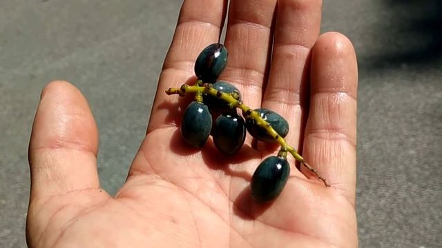 Trying Livistona chinensis (Chinese fan palm) fruit смотреть онлайн