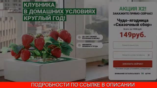 Выращивание клубники дома круглый год смотреть онлайн