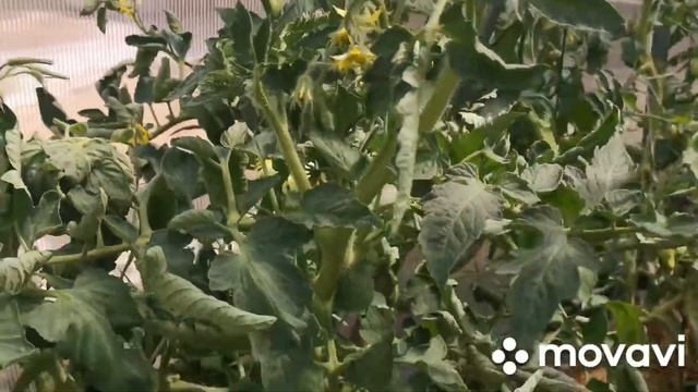 Моя теплица. Огурцы, томаты, баклажаны, перцы, дыня, арбуз. Всё в одной теплице смотреть онлайн