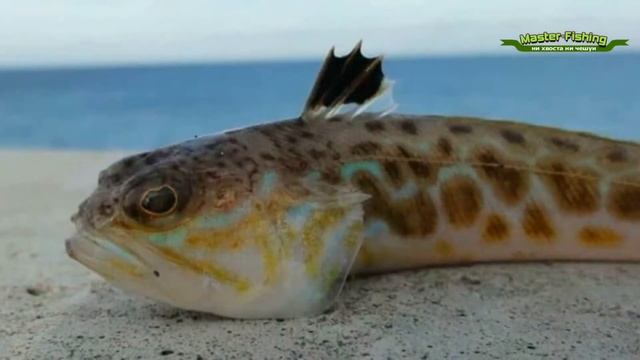 Морской дракон - ядовитая рыба смотреть онлайн