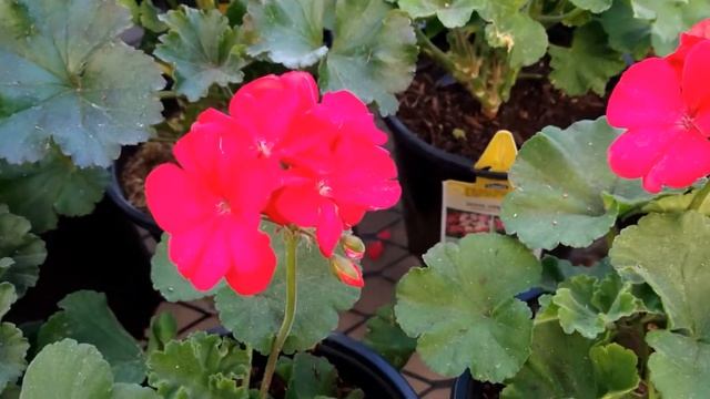 Zonal Geranium (Pelargonium × Hortorum - Pelargonium Zonale)