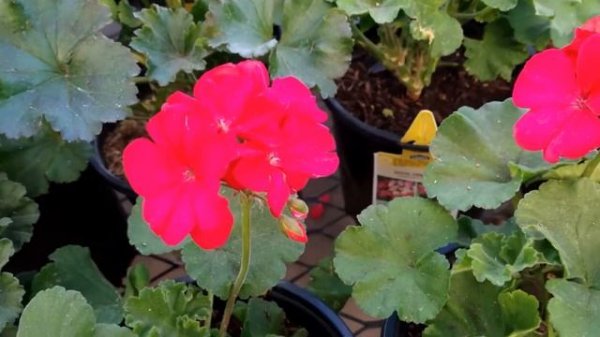 Zonal geranium (Pelargonium × hortorum - Pelargonium zonale)