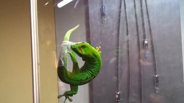 5 лучших гекконов для содержания! Гекконы! Лучшее гекконы!