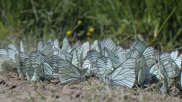 Casio Exilim EX-Z2000, тест видеорежима/Casio Exilim EX-Z2000 video test смотреть онлайн