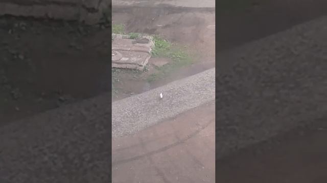 Чайка речная смотреть онлайн