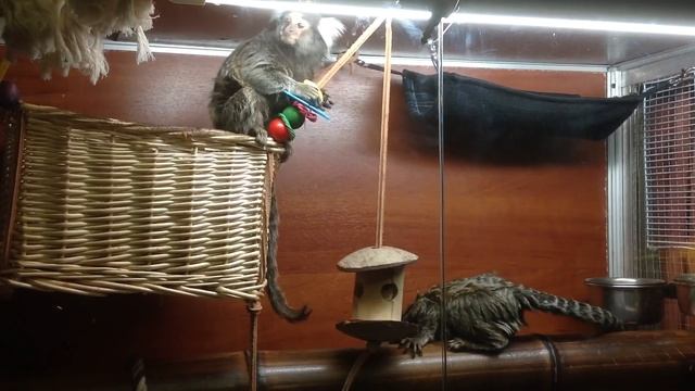 Обыкновенные (Белоухие) игрунки Callithrix jacchus смотреть онлайн