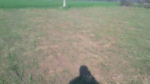 Всходы люцерны и ячменя 2