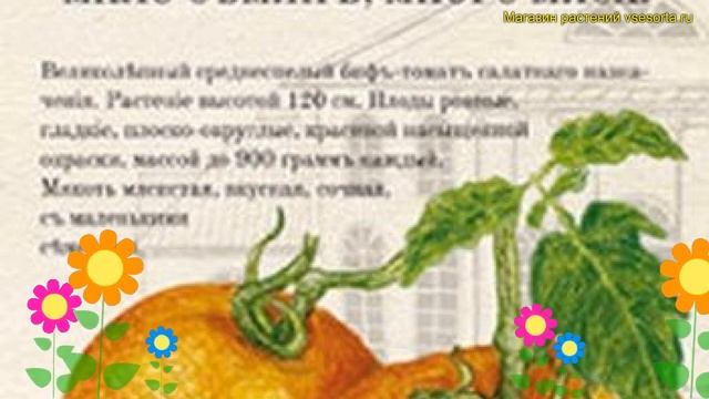 Томат обыкновенный Оранжевый Гигант. Краткий обзор, описание solanum lycopersicum Oranzhevyj Gigant смотреть онлайн