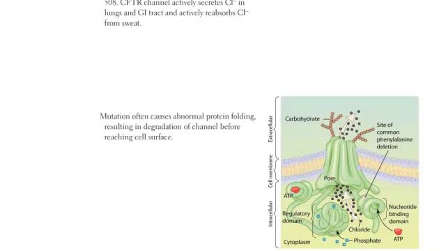 Biochemistry Genetics Part 2 смотреть онлайн