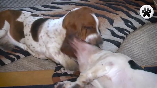 БАССЕТ ХАУНД. Плюсы и минусы породы BASSET HOUND