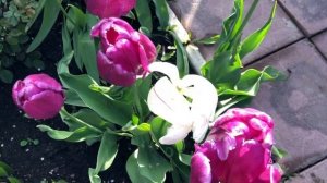 САМЫЕ ЭФФЕКТНЫЕ СОРТА ТЮЛЬПАНОВ. ПОСАДИТЕ ЭТИ СОРТА ОБЯЗАТЕЛЬНО. РЕКОМЕНДУЕМ! ТЮЛЬПАНЫ В НАШЕМ САДУ