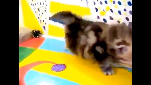 КРАСИВЫЕ КОТЯТА. ПОДБОРКА МИЛЫХ ЖИВОТНЫХ. смотреть онлайн