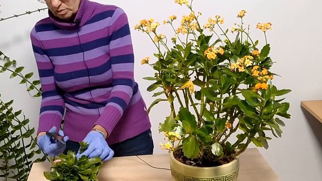 Kalanchoe - rozmnażanie смотреть онлайн