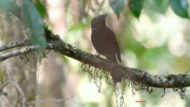 Large niltava with beautiful sound. смотреть онлайн