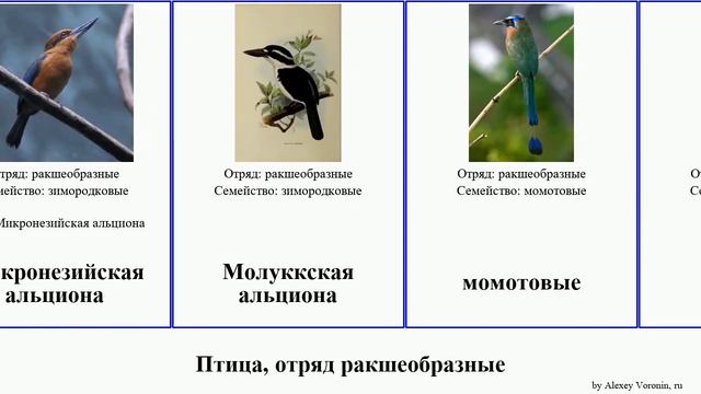 Птица, отряд ракшеобразные зимородок альциона щурка лесной сизоворонка зимородки момот пегий тоди смотреть онлайн