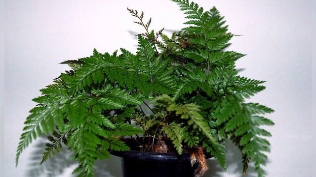 ДАВАЛЛИЯ  (DAVALLIA)  Папоротник  сем. Даваллиевые