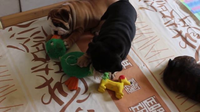 английский бульдог щенки 06 2015 смотреть онлайн