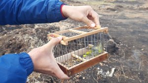 Ловля певчих птиц 10 октября 2021 год.