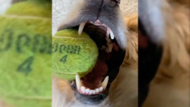 NEW Smiling Dogs Compilation | Happiest Goodboys in the Wrld смотреть онлайн