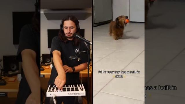 The Kiffness X Siren Dog-Losing My Mind (Singing Dachshund)