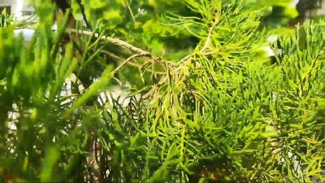 Video Bokeh Terlalu Kasar dan Tajam смотреть онлайн