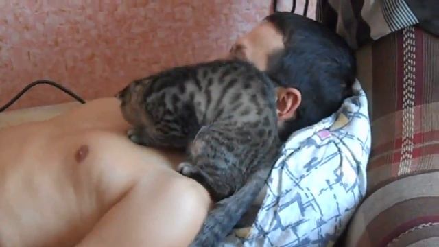 Как кошка любит своего хозяина / How a cat love its owner смотреть онлайн