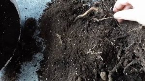 стрелиция Николая. Пересадка.