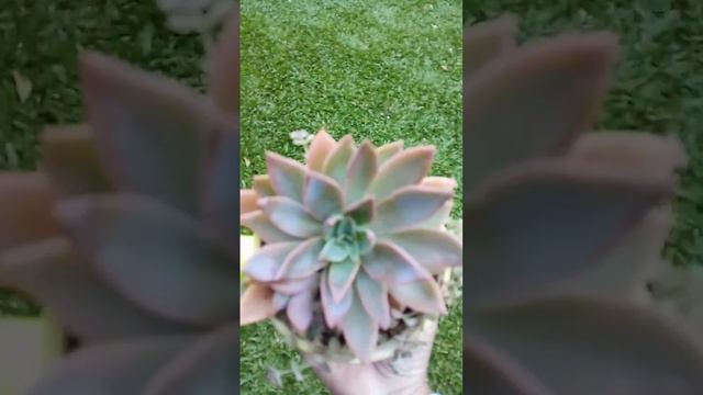 Graptoveria Water lily 😊 смотреть онлайн