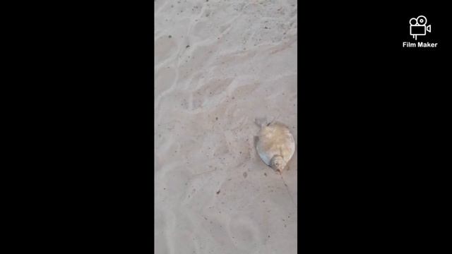 increíble pesca de playa...Dorado, pirañas gigantes y pacú reloj... un lujo¡! hola 😁😁 смотреть онлайн
